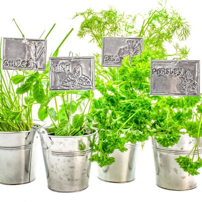 Four small galvanized metal planters holding herbs, with metal embossed plant labels tags 
